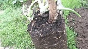 Пересадил гранат в открытый грунт 5 апреля 2024 года