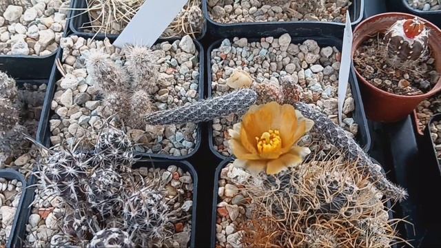 У нас новый жилец.Цветение редких кактусов. смотреть онлайн