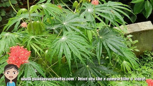 Flor de Coral: Um Guia Completo Sobre Essa Suculenta смотреть онлайн