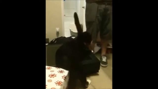 Our Million Dollar Tap Dancing Cat смотреть онлайн