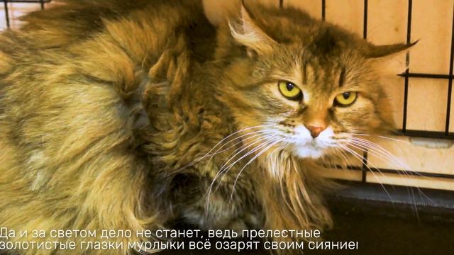 МАДМУАЗЕЛЬ смотреть онлайн