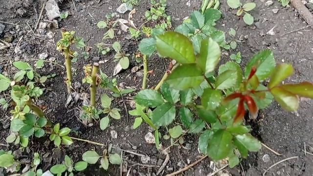 мой обзор цветов мои кошки наш курятник 🐔🐓🌼🌺🌸 смотреть онлайн