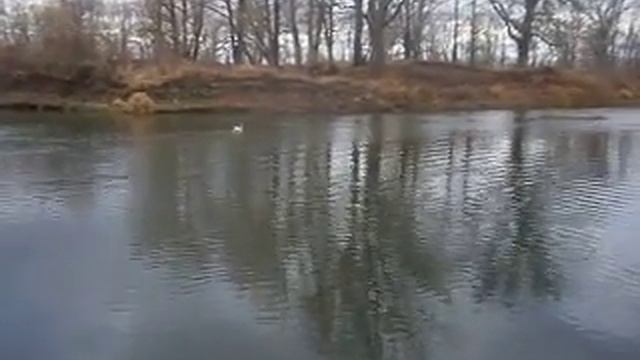 Возвращение "лебедя" смотреть онлайн