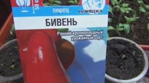 ПОСЕВЫ 2025-42. Наконец-то взошли семена сладкого перца! На 8 день после посева.