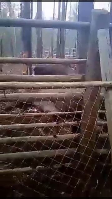 Лось матершинник послал нах и ржёт. смотреть онлайн