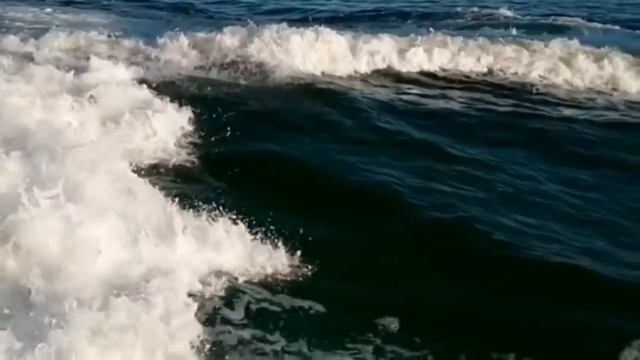 Пение дельфинов. Singing of dolphins. смотреть онлайн