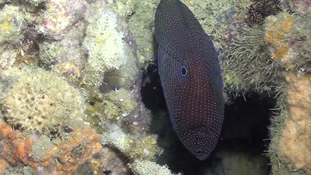 Calloplesiops Argus смотреть онлайн