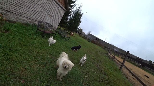 Ecotourism in Russia. Cheese farm смотреть онлайн