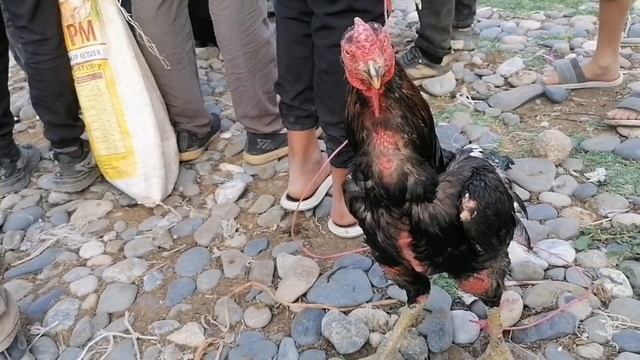 Дупула Бозор 28.06.2024 Мол Бозор Панҷакент Дакан Шамо смотреть онлайн