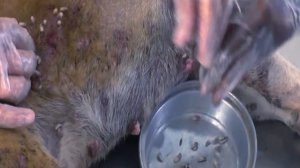 Removing Monster Mango worms From Helpless Dog! Animal Rescue Video 2022 #30