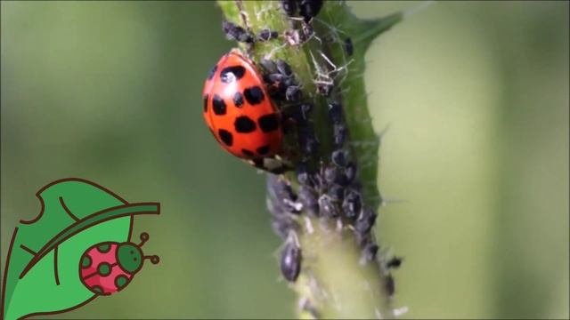 БОЖЬЯ КОРОВКА !!! смотреть онлайн