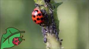 БОЖЬЯ КОРОВКА !!!