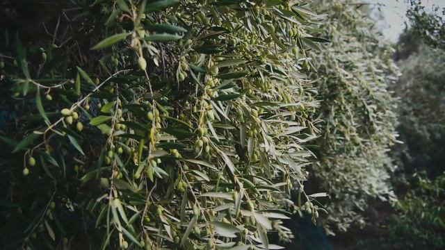 OLEA Homeopathica Olive Oil 