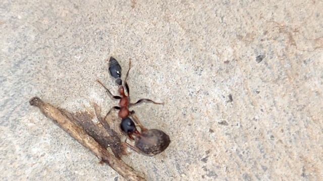 Arboreal Bicoloured Slender Ant (Tetraponera rufonigra) смотреть онлайн