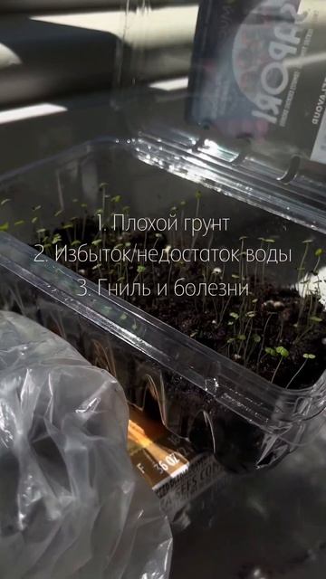 #флористика #цветочнаяферма #цветы #cutflowers #выращиваниецветов #срезка #Сезонные цветы смотреть онлайн