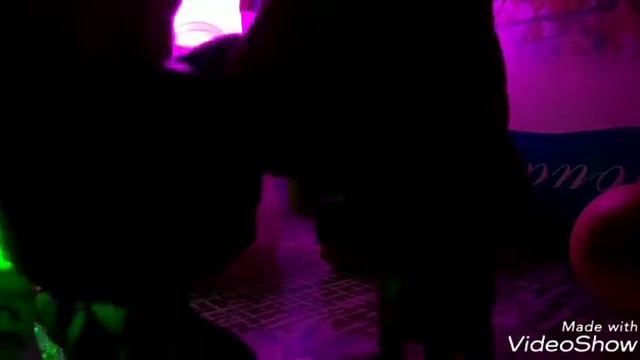 LPS клип элджей рваные джынсы