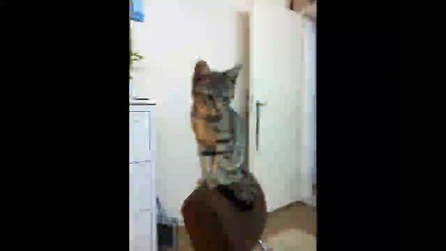 КОТклип.avi смотреть онлайн
