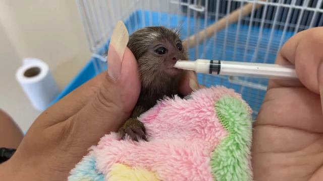 Maybe you never see these cutest tiny marmoset, Pygmy and Tamarin Monkey смотреть онлайн