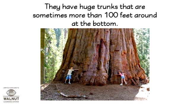 3 GK - USA - Giant Sequoia Trees смотреть онлайн