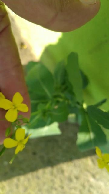 Nabo/(Brassica rapa) L. [Ler Descrição] смотреть онлайн