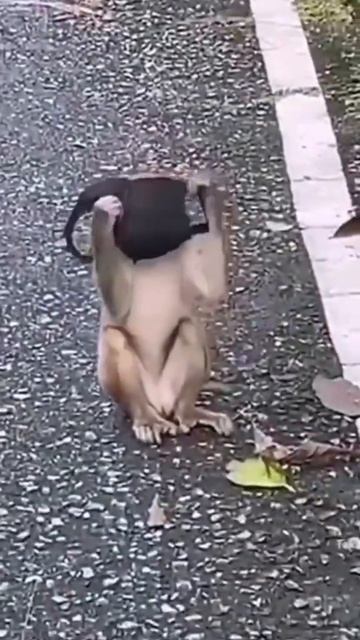 please wear a mask#monkey#wear#mask#safty#corona#shorts#motivational смотреть онлайн