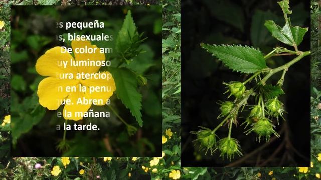 Malva del bosque смотреть онлайн