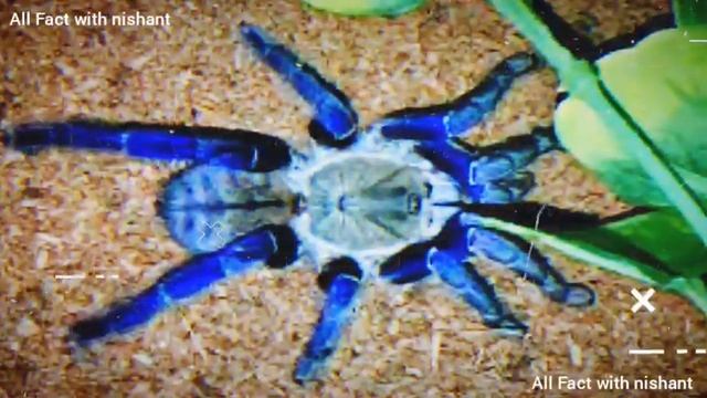 एक नई प्रजाति मिली है. ये चटक नीले रंग की मकड़ी है.हमारी दुनिया कितनी विचित्र है इसका पता तो आपको. смотреть онлайн