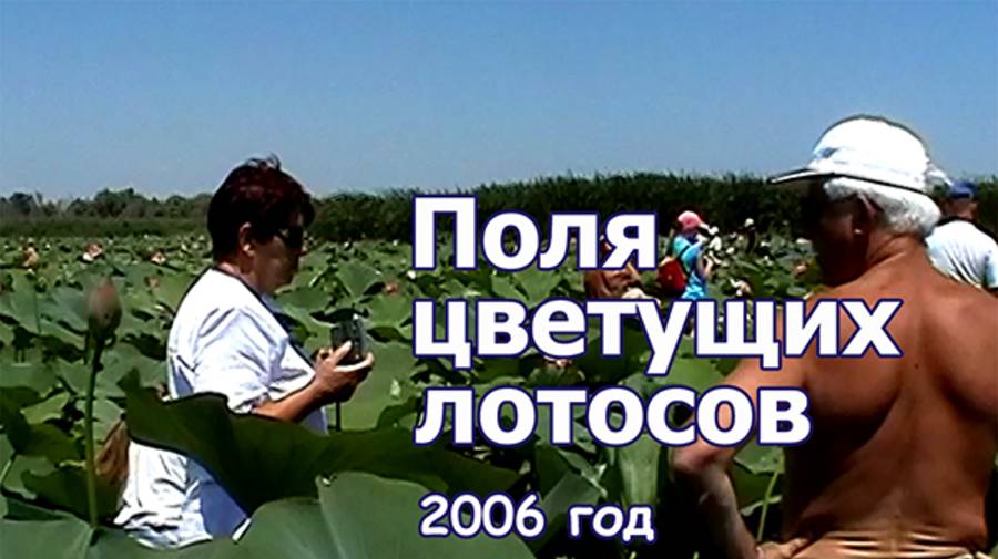 Поля цветущих лотосов