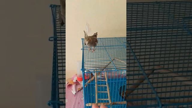 Кореллы Коша и Ричи!!! Корелла Коша летает, бегает, прыгает и садится на руку!!! смотреть онлайн