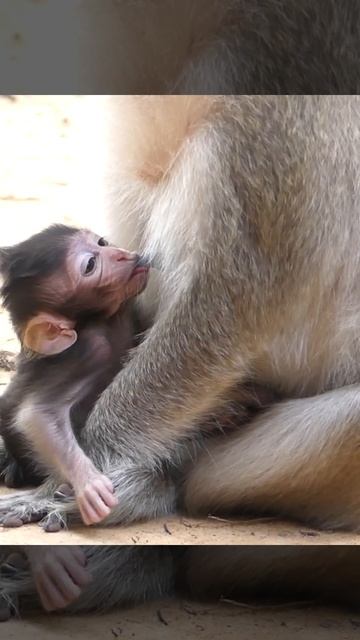 Mom & Cute Baby Monkey 4 смотреть онлайн