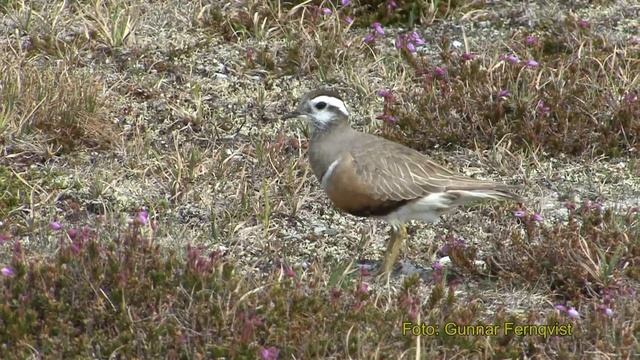 FJÄLLPIPARE Eurasian Dotterel (Charadrius morinellus) Klipp - 34 смотреть онлайн