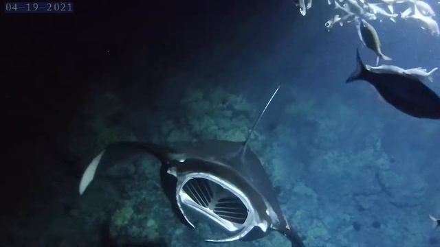 Manta Ray Barrel Rolls смотреть онлайн