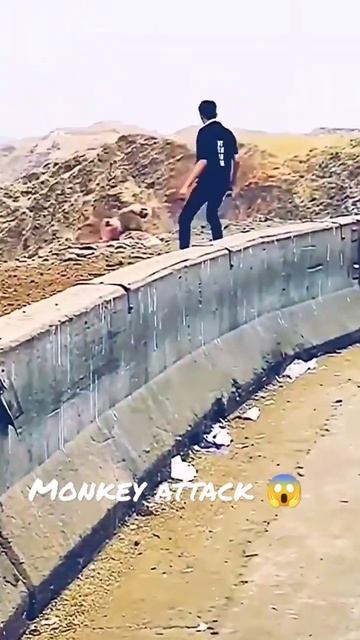 #short monkey attack 😭 смотреть онлайн