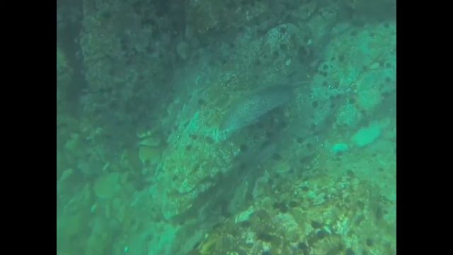 SEA FROGS. встреча с нерпой смотреть онлайн