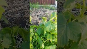 Как перезимовали черешни,шелковицы,шарафуга на Урале☹️.#садиогород #участоквдеревне