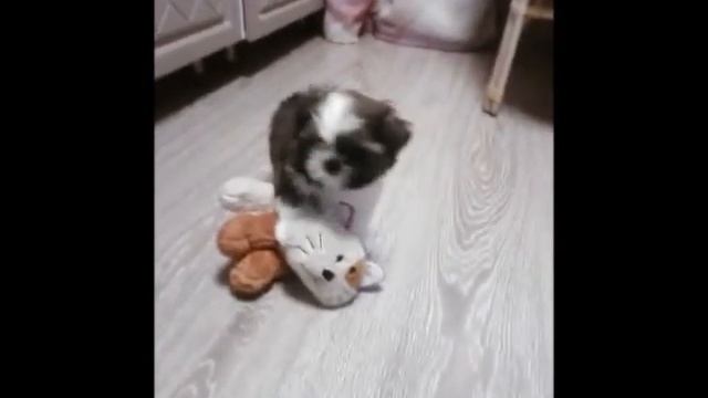 шоколадик ши тцу смотреть онлайн