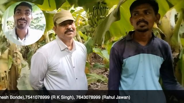 901-Kisankaryashala : भारत के विभिन्न हिस्सों में फूल आने और फल लगने की तिथि में विविधता #RahulJawa смотреть онлайн