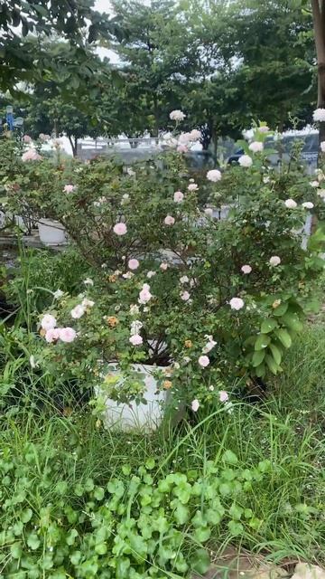 Misaki - hồng nhật. Cực kì sai hoa, khoẻ và thơm. Vườn sẵn em đẹp này 1 triệu nhé mn смотреть онлайн