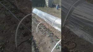 синяя клубника