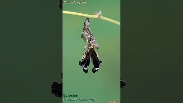 A Leopard Lacewing Butterfly Emerges From Its Pupal Case