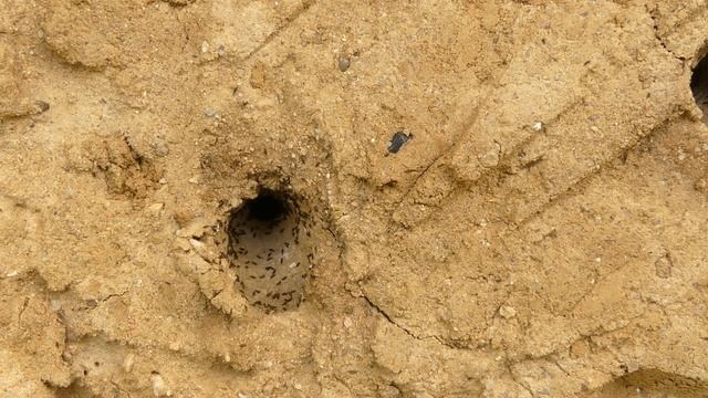 Sitaris muralis - Larven смотреть онлайн