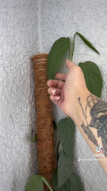 Epipremnum Pinnatum Cebu Blue смотреть онлайн