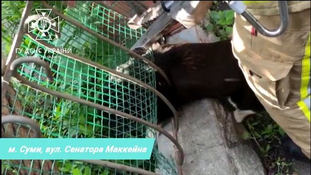 У Сумах бійці ДСНС врятували собаку смотреть онлайн