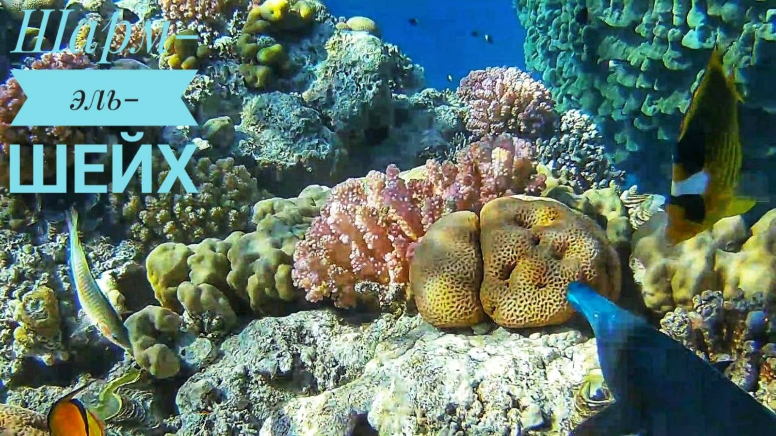 Египет/Красное море/ШармЭльШейх/подводный мир/2023/РасУмЭльСид/