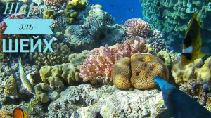 Египет/Красное море/ШармЭльШейх/подводный мир/2023/РасУмЭльСид/