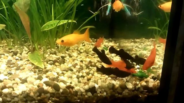 Рыбки кушают одуванчик. смотреть онлайн