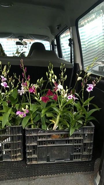 FLOWERED ORCHIDS FOR SALE смотреть онлайн