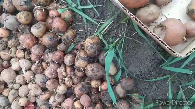 Огород картошку хотели сегодня садить 12.03.2020г. смотреть онлайн