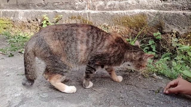 Adorable cat loves to be petted смотреть онлайн