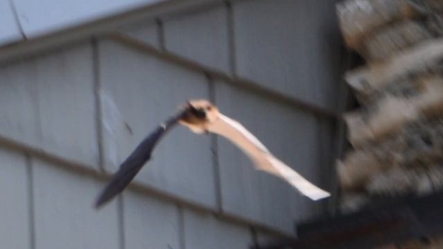 How to find a bat or bats living in your home смотреть онлайн